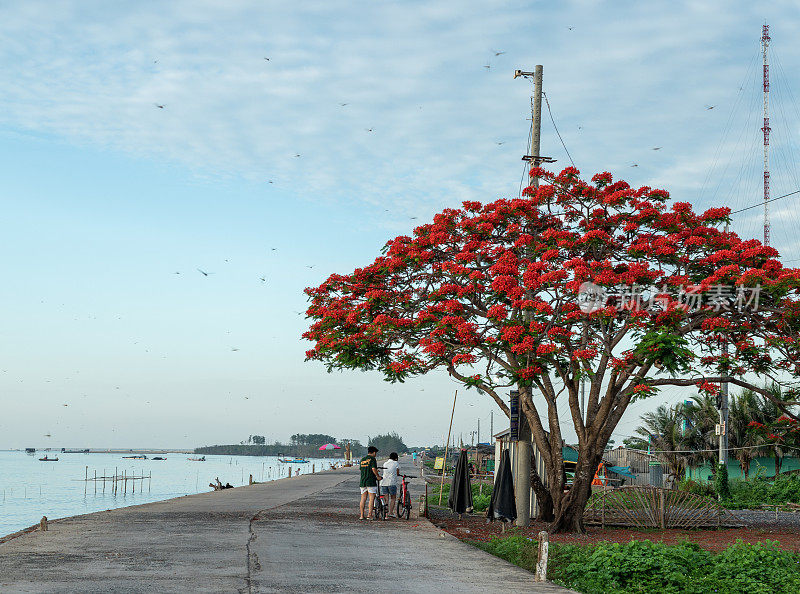 红凤凰树(Poinciana tree)在天江省Tan Thanh海滩上绽放